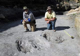 Team leader Dr. Martin Lockley (right) and co-author Ken Cart kneel beside two large Cretaceous-age scrapes from western Colorado that are the first physical evidence that large theropod dinosaurs engaged in courtship behavior.
