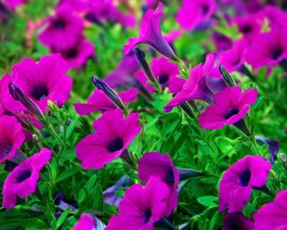 pruple flowers of Purple Wave petunias