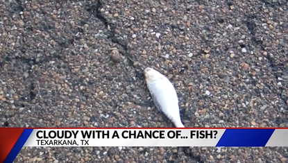 Fish rain in Texarkana