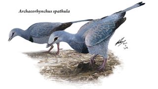 An artist's interpretation of the dinosaur-era bird Archaeorhynchus spathula, which was a bit larger than a modern pigeon.