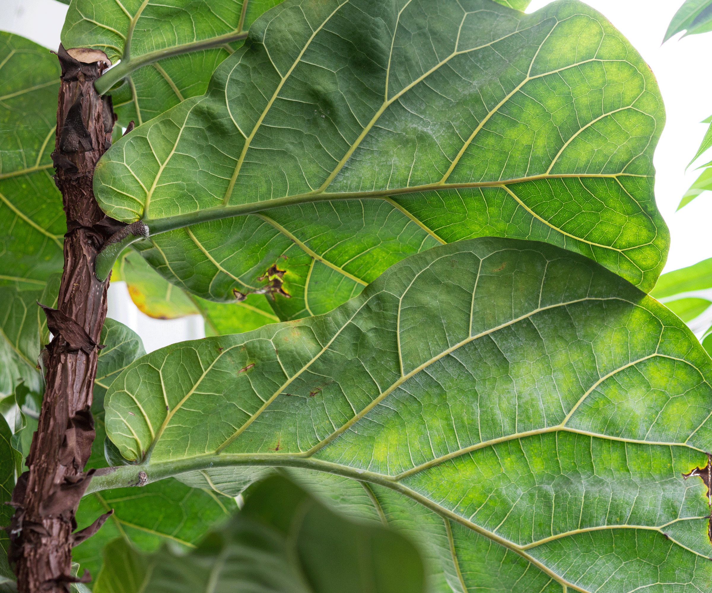 fiddle leaf fig plant leaves with yellow and brown marks