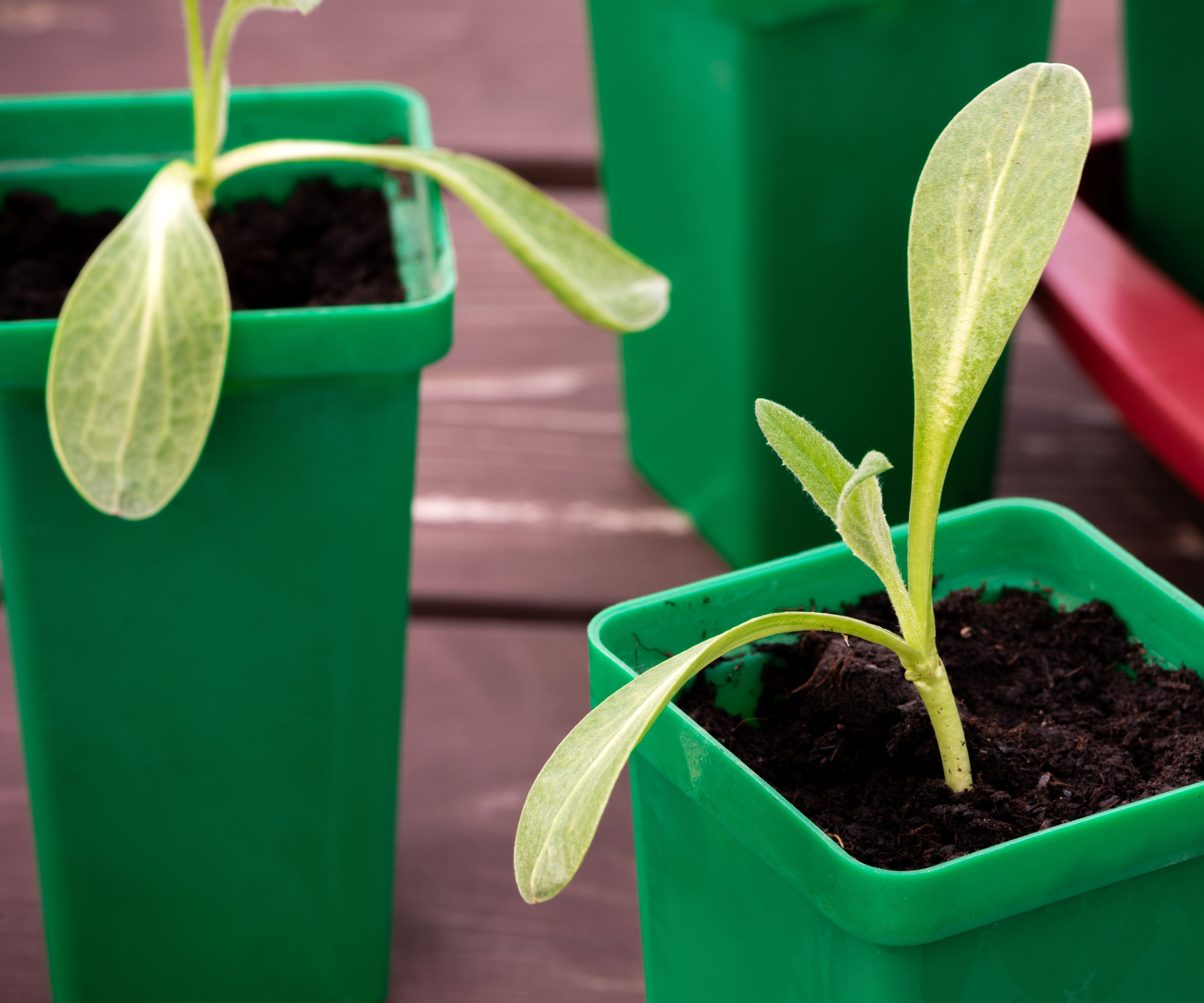 artichoke seedlings in green tubs