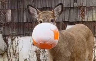 A deer's head is stuck in a Halloween bucket shaped like a pumpkin.