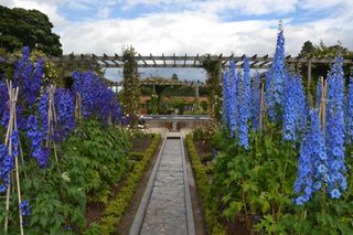 alnwick garden with blue flower plants