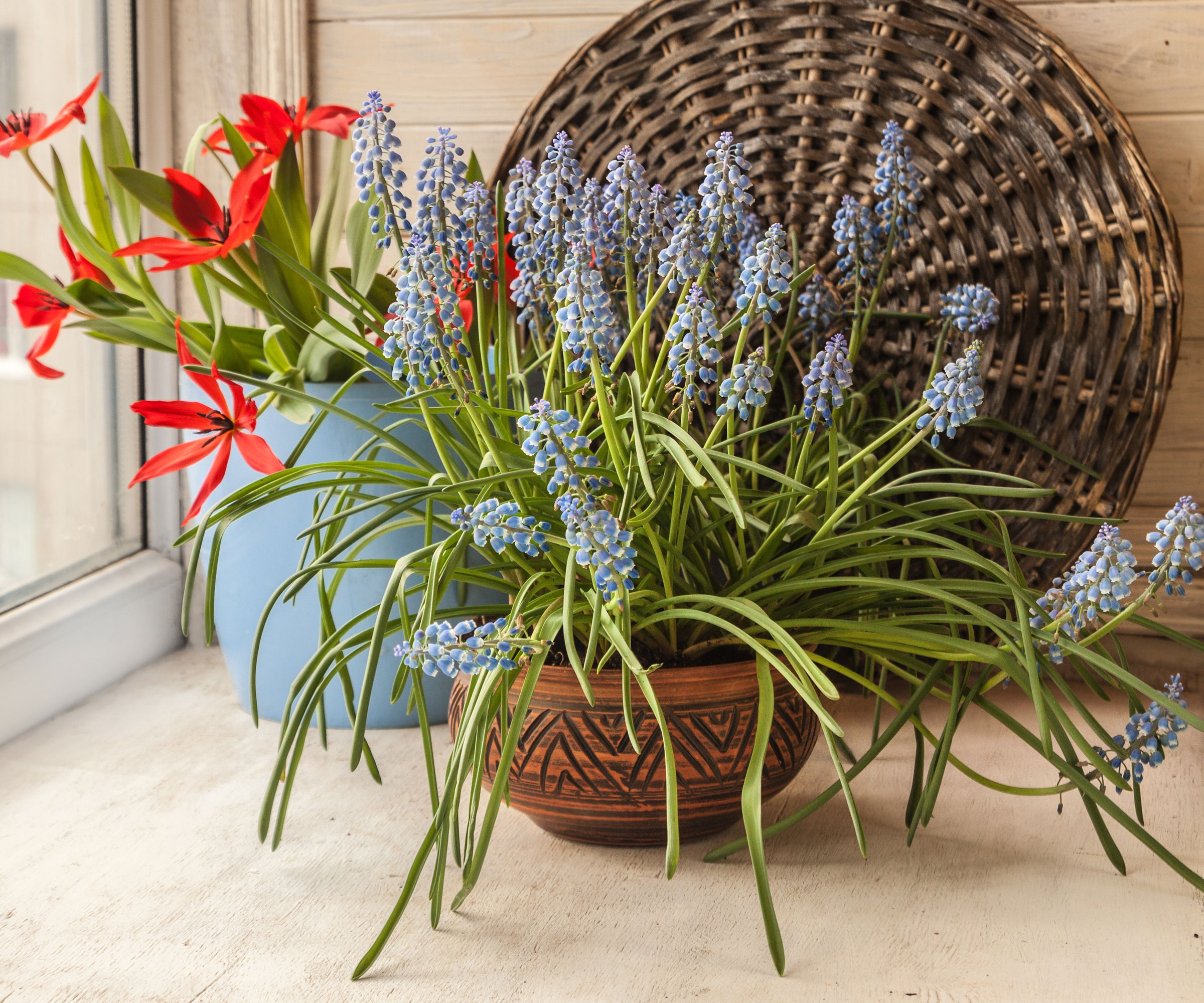 muscari flowers fading in container on windowsill