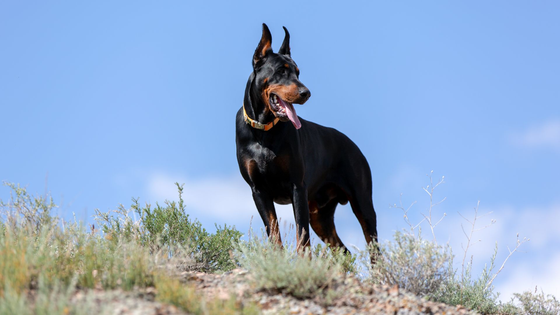 Doberman pinscher standing outside
