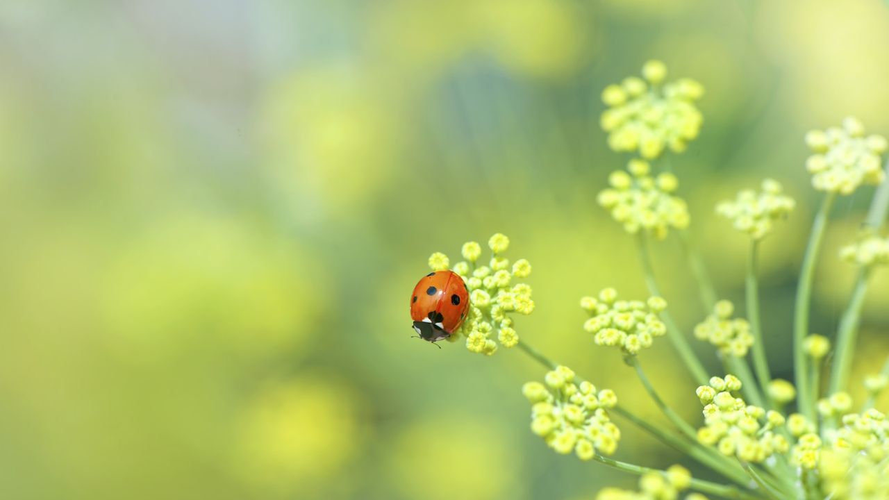 Ladybird resting on a yellow flower in a garden