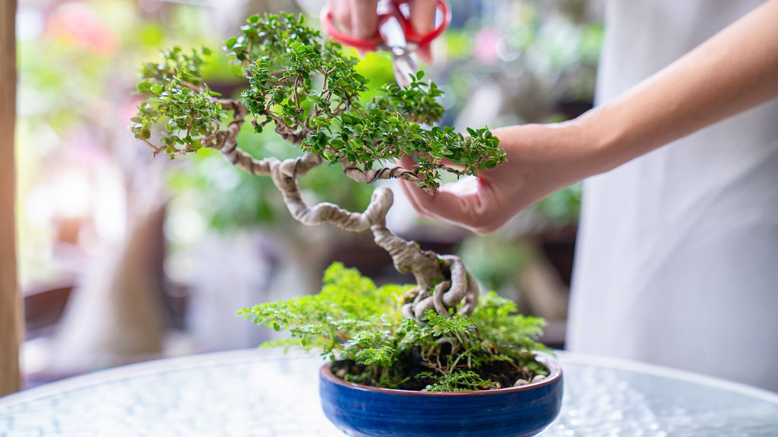 7 Easy Bonsai Trees For Beginners That Are Simply Stunning | Gardening Know  How