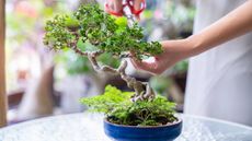 Pruning bonsai tree on tabletop