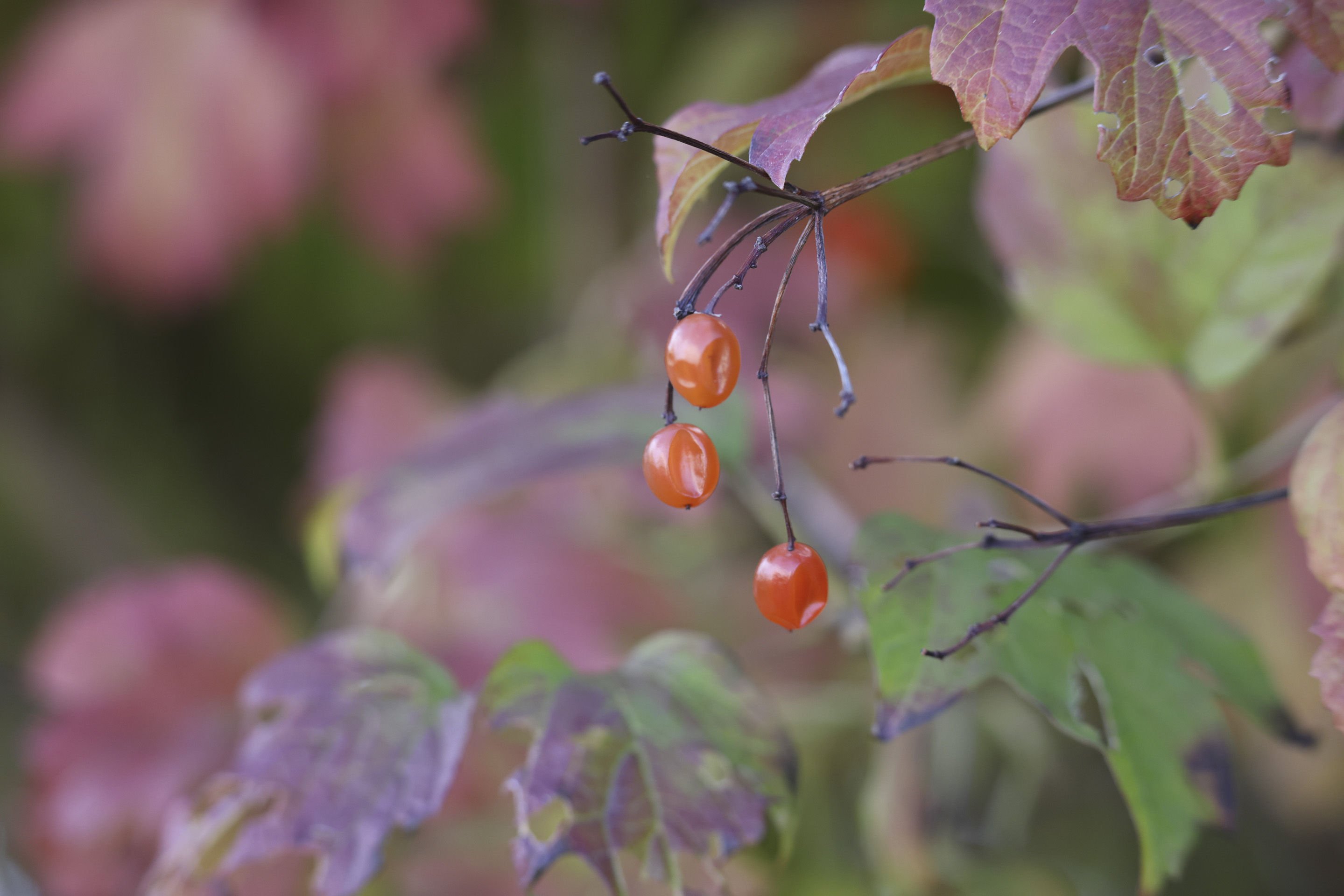 Closeup of berries, taken with the Canon RF 200-800mm F6.3-9 lens at its minimum 0.8m close focusing distance