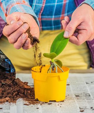 Potting up orchid keiki