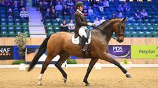 Winter Dressage Championhips