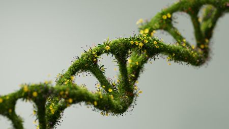 Green plant DNA strand