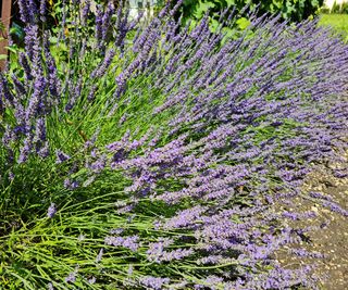 lavender growing alongside a garden path