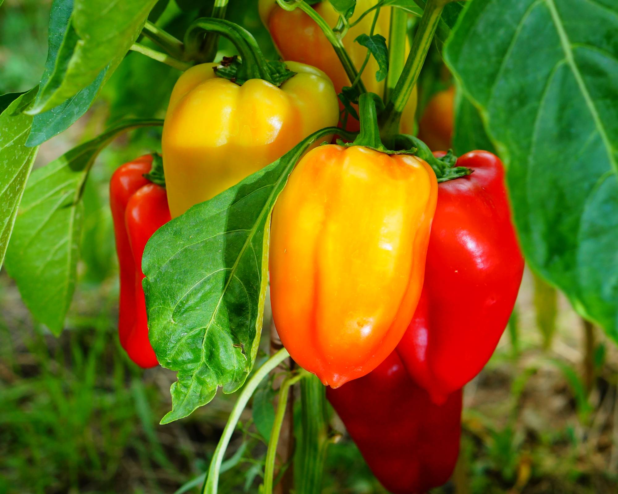 Small snacking peppers in a garden