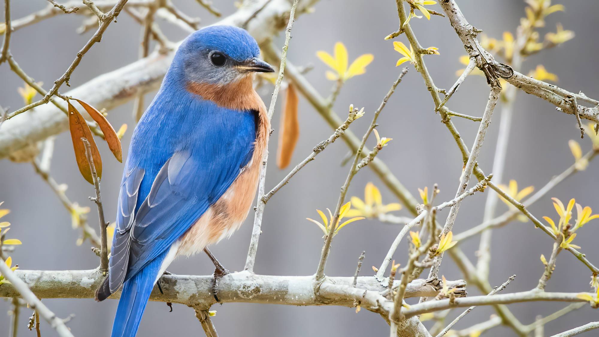 Eastern bluebird in tree