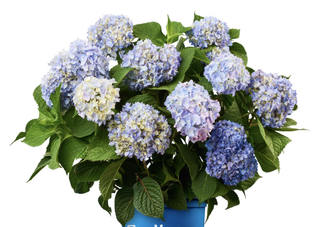 blue hydrangea plant