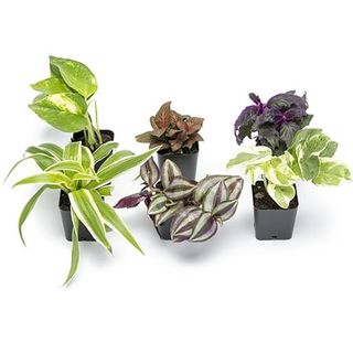 Element by Altman Plants Easy to Grow Houseplants (6 Pack), Live House Plants, Growers Choice Plant Set in Planters With Potting Soil Mix, Home Décor Planting Kit or Outdoor Garden Gifts