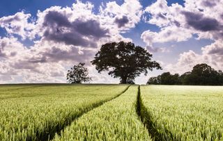 Tractor wheel tracks through a field of wheat ready to ripen for harvest.