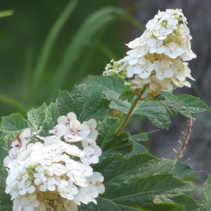 White Flowered Oakleaf Hydrangea Plant