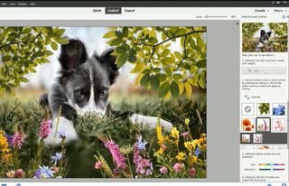 Interface showing image of dog with overlaid graphics