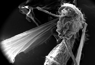 The front half of that familiar pest, the mosquito, which spreads many diseases, including malaria, yellow fever and West Nile virus. This insect was found dead in the suburbs of Decatur, Georgia, and was missing a number of its body parts, including its