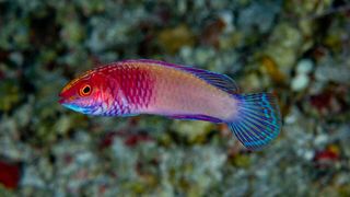 The female rose-veiled fairy wrasse, which lacks the yellow and orange hues of the males.
