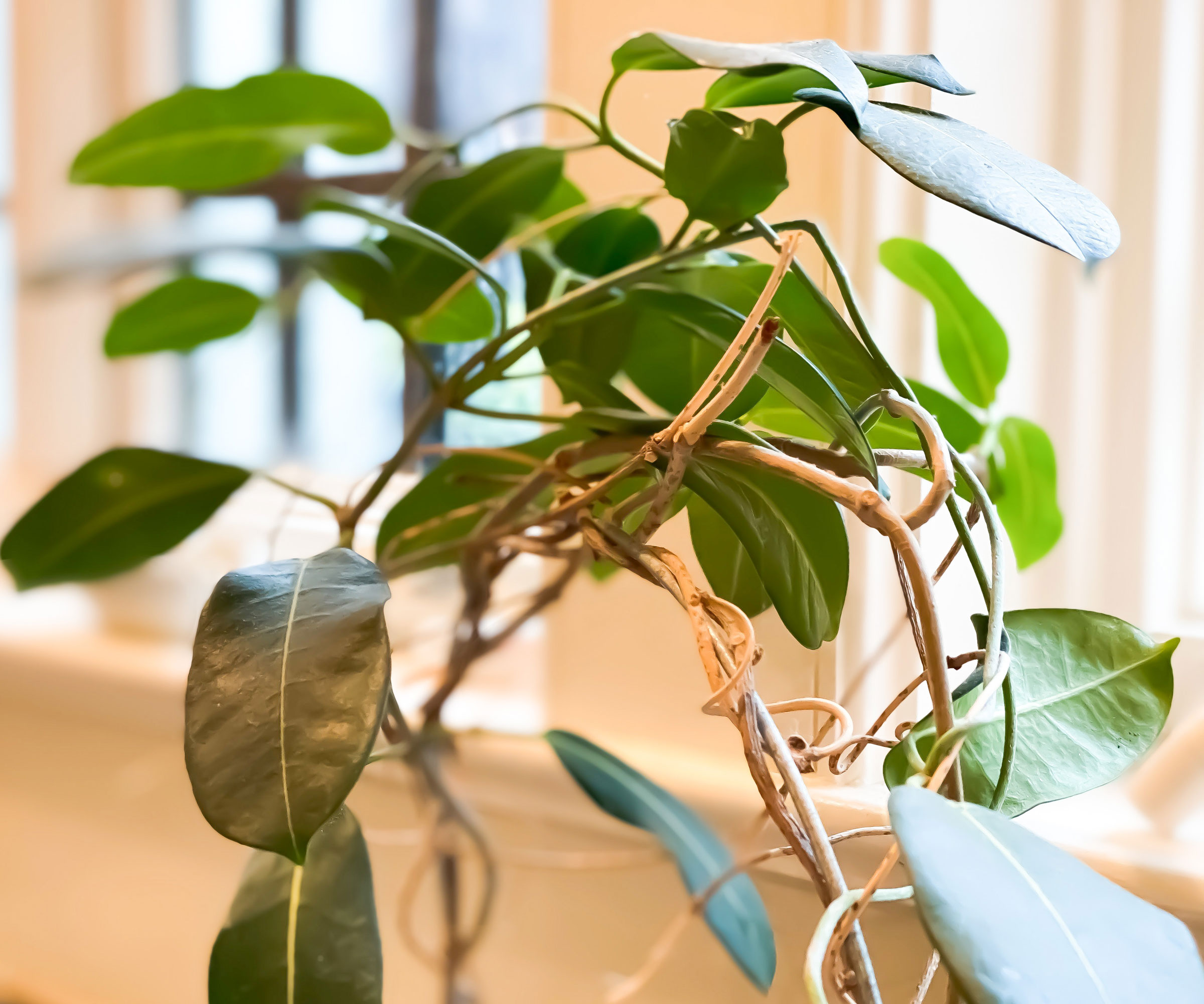leggy houseplant on windowsill showing nodes on stems