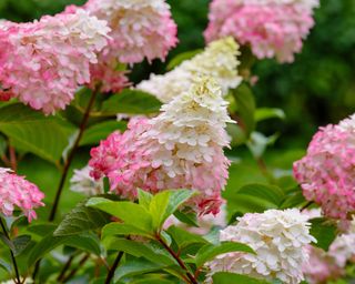 Pink and white panicled hydrangea