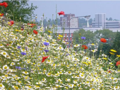 Hillside Meadow Of Wildflowers Over The City