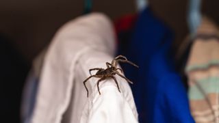 Spider on a white shirt inside a closet