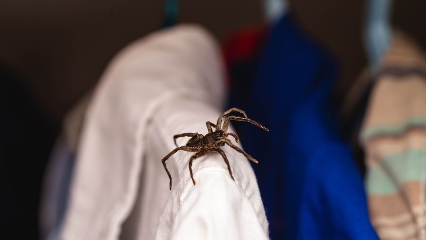 Spider on a white shirt inside a closet