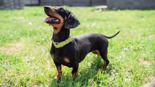 A Dachshund is one of the easiest dog breeds