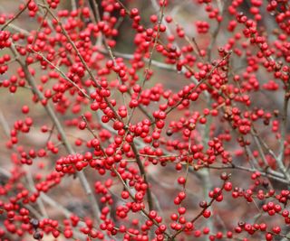 winterberry holly showing bright red berries