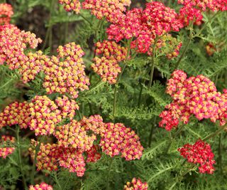 yarrow plants with red and yellow flowers