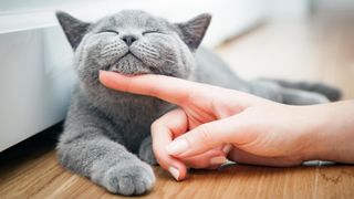 Grey cat being stroked