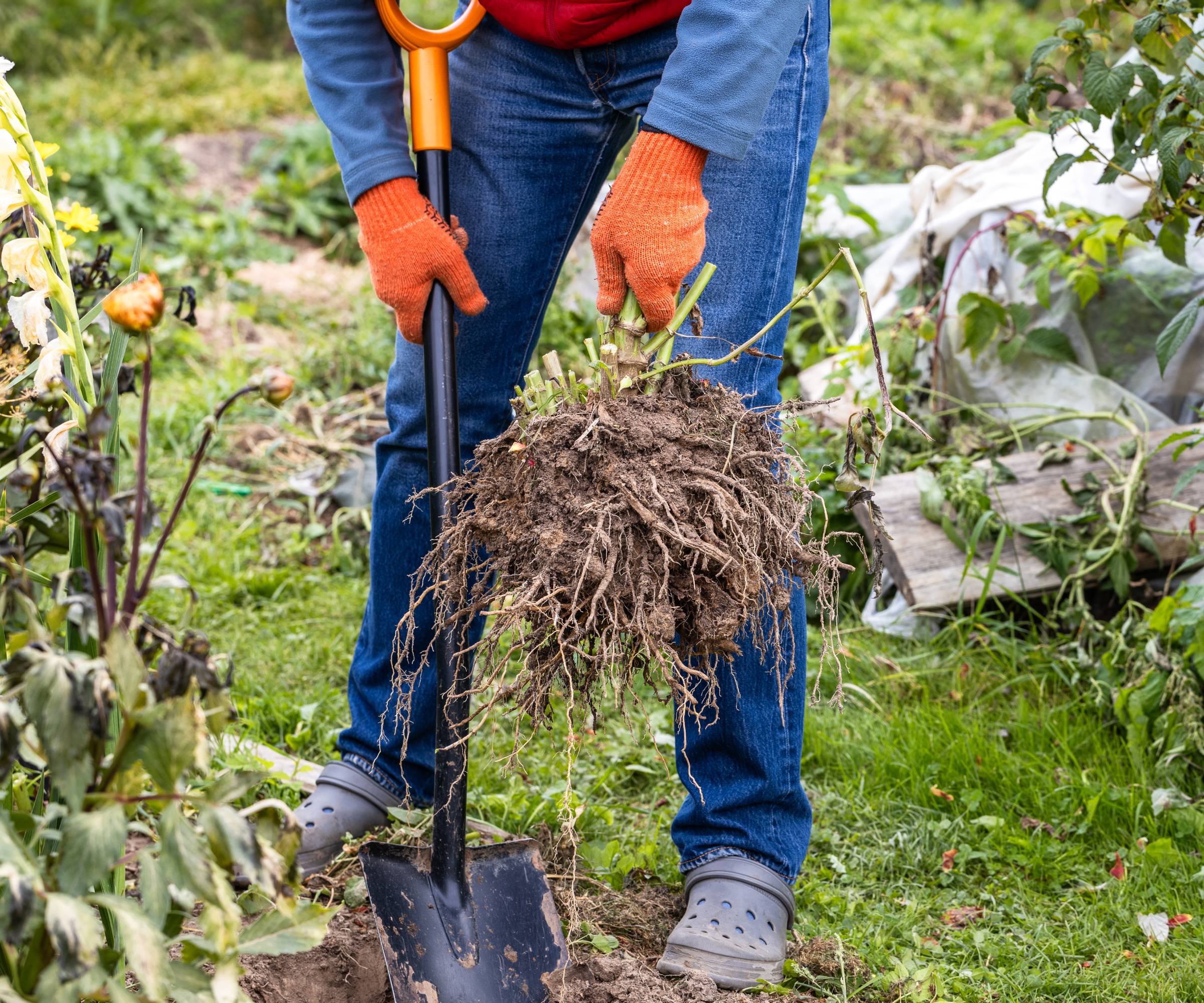 A woman holds freshly dug dahlia tubers