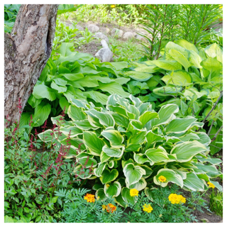 A heart-shaped hosta plant