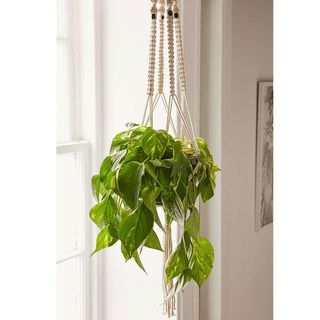 Cream macrame hanging plant holder with green leafy plant