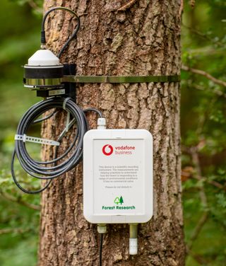 Close-up of a Vodafone IoT sensor attached to a tree.
