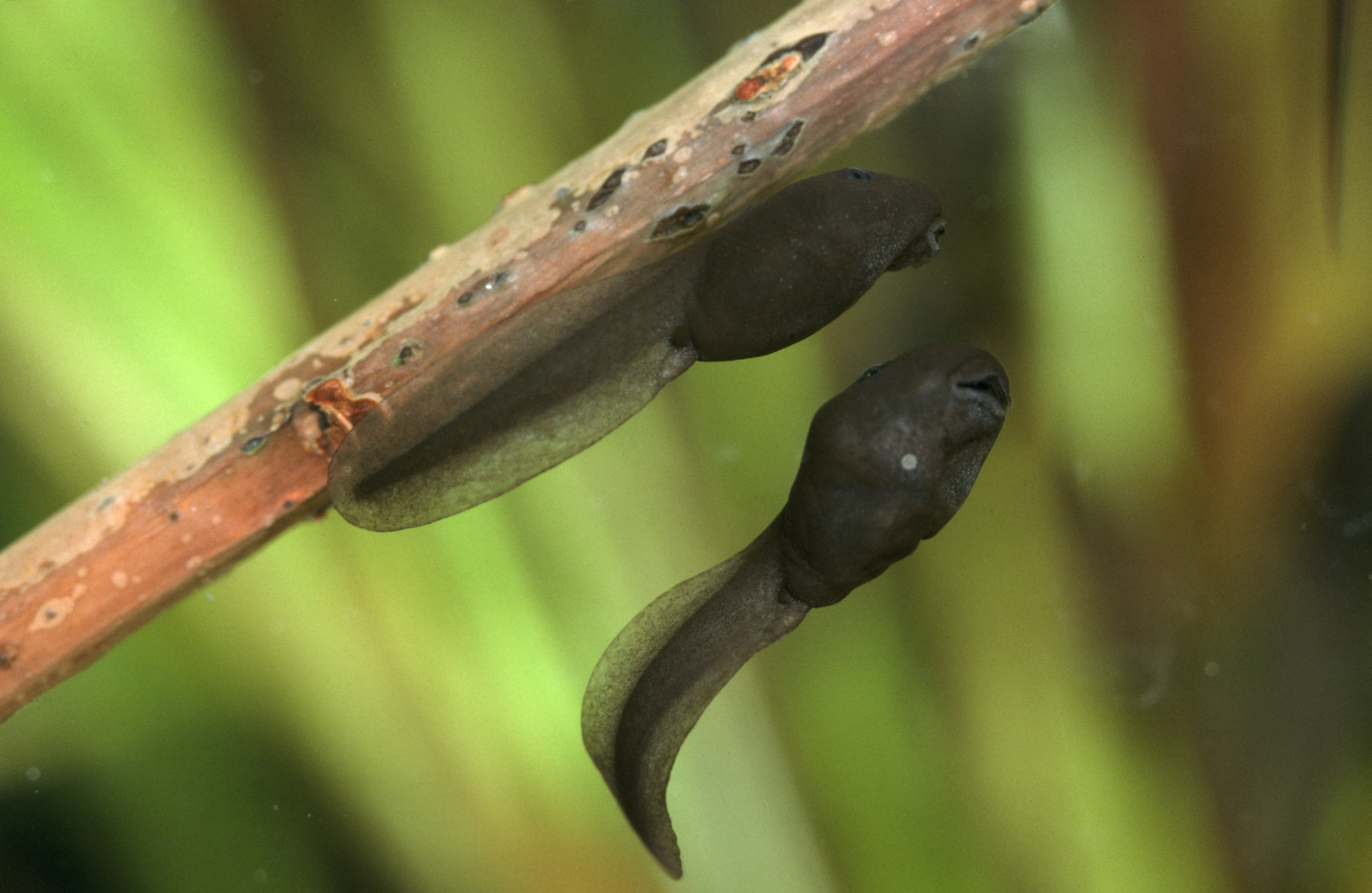 toad tadpoles two to three weeks after hatching.
