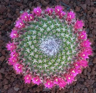 Mammillaria was the genus of the first cactus I had as a little girl of 5. Some plants in this genus have the distinction of flowering in a "crown" of blossoms. This one opened every flower right around Eastertime.