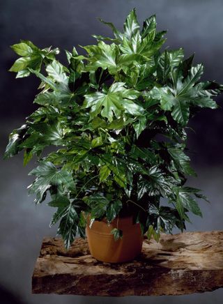 Japanese Aurelia / Fatsia Japonica plant