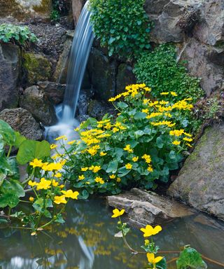 A small waterfall in a rockery garden idea with bright yellow flowers.