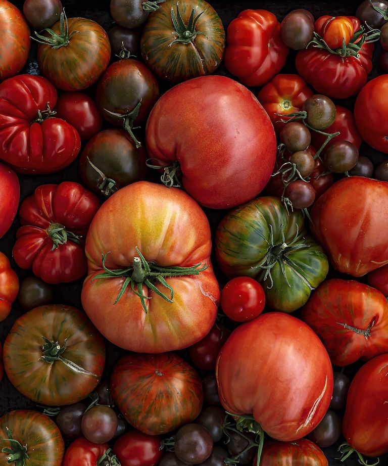 How To Grow Heirloom Tomatoes Expert Tips For Success Homes And Gardens K5ntN5oVS8T4PnwjVo23kP 768 80