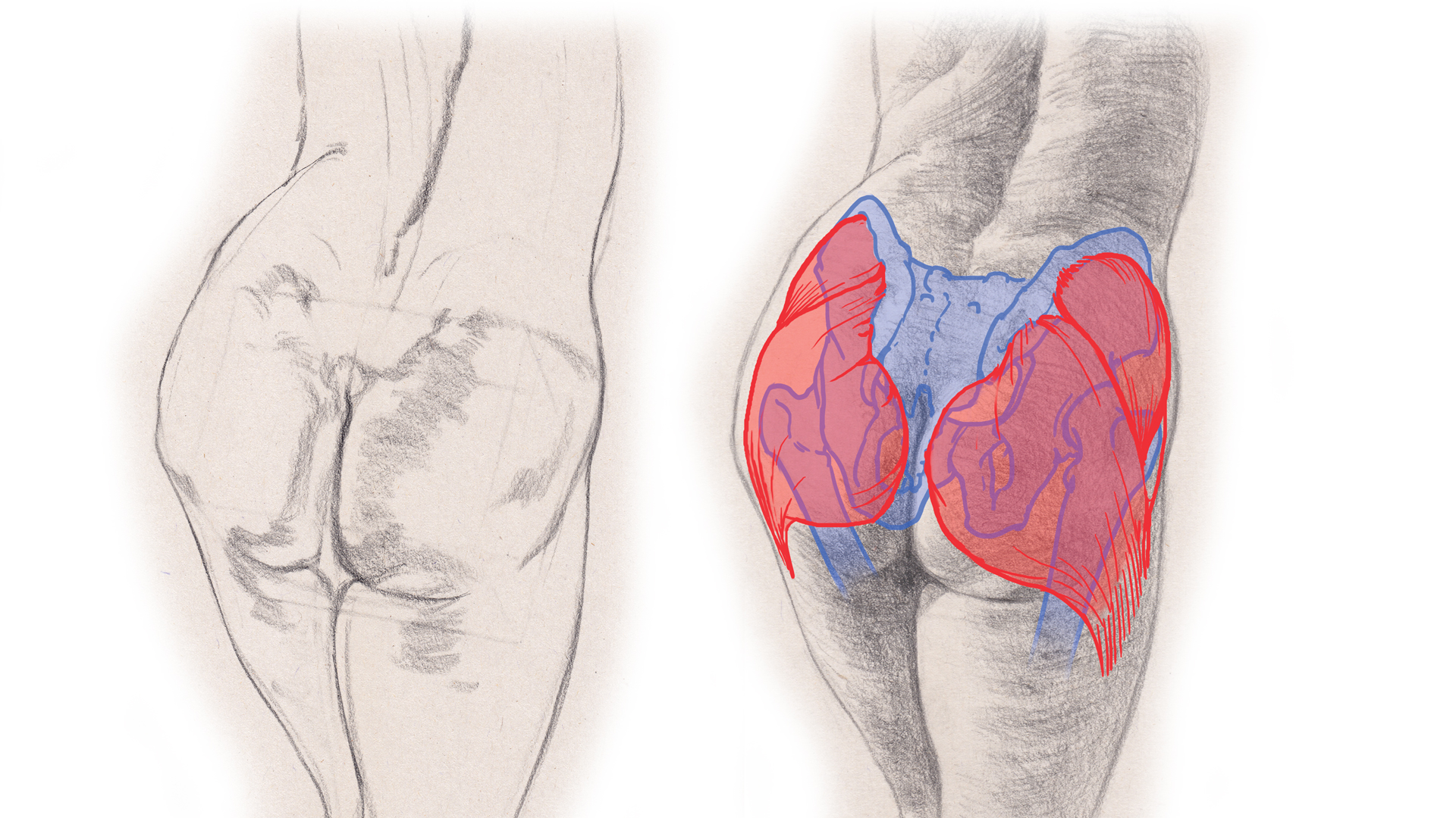 how to draw hips, bottom and genitalia 