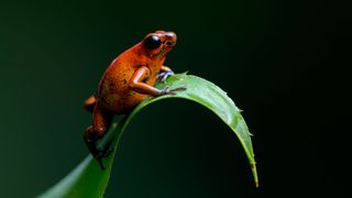 Strawberry Poison Dart Frog Perched on a Bromeliad Leaf in Panama