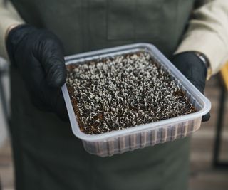 Microgreen seeds being sown in a tray