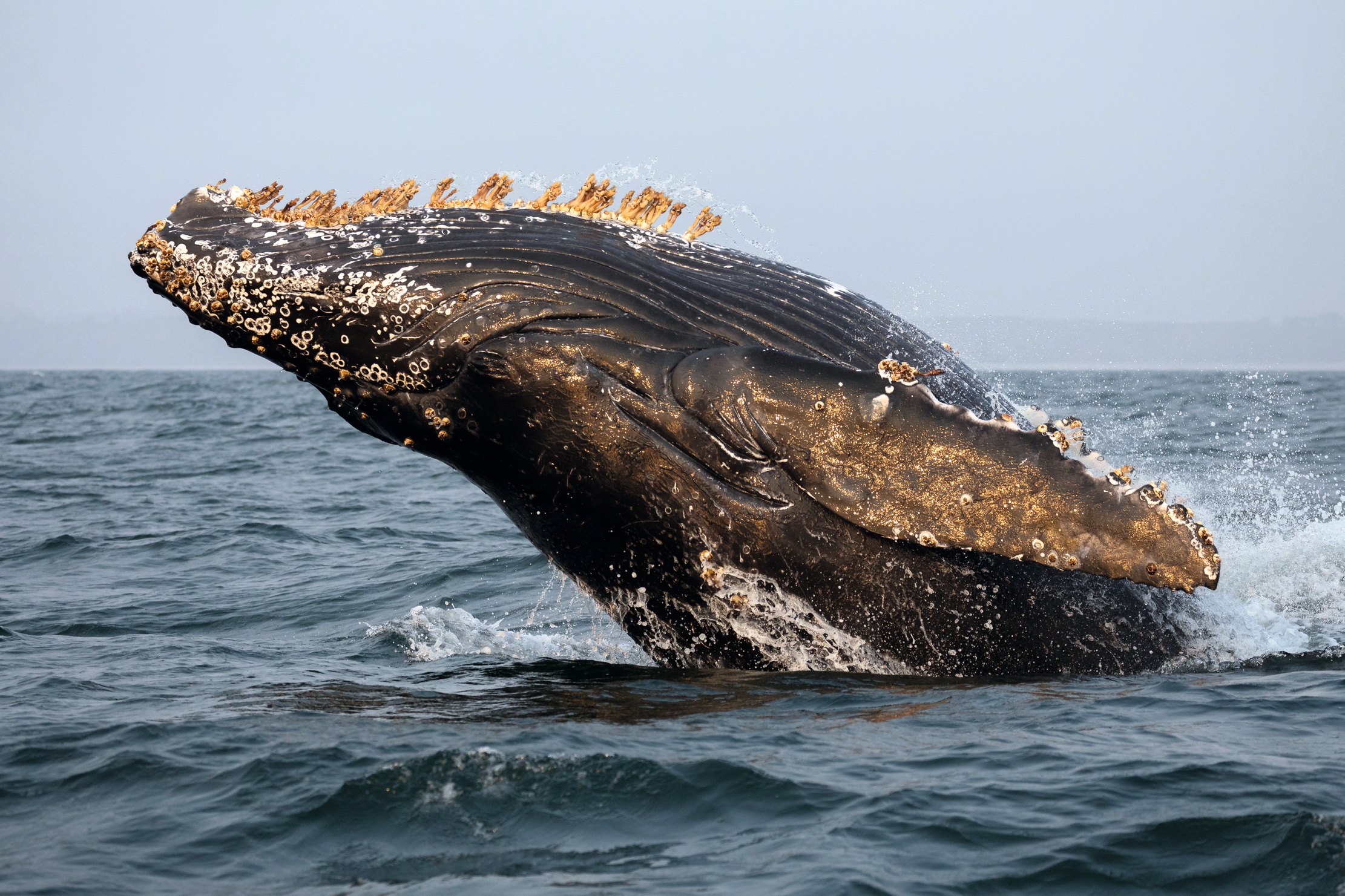 A humpback whales breaches in Monterey Bay.