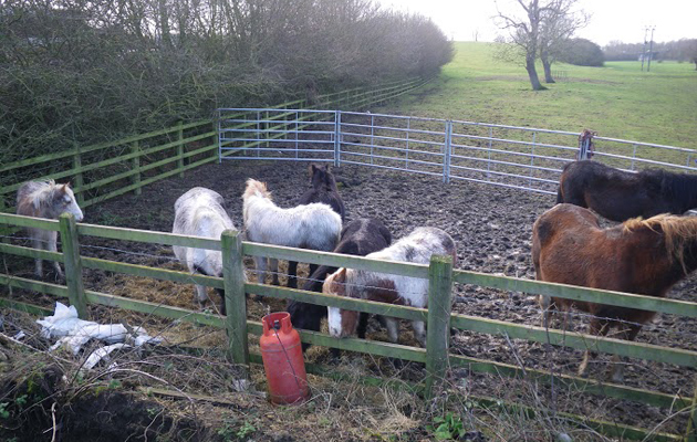 horses rescued